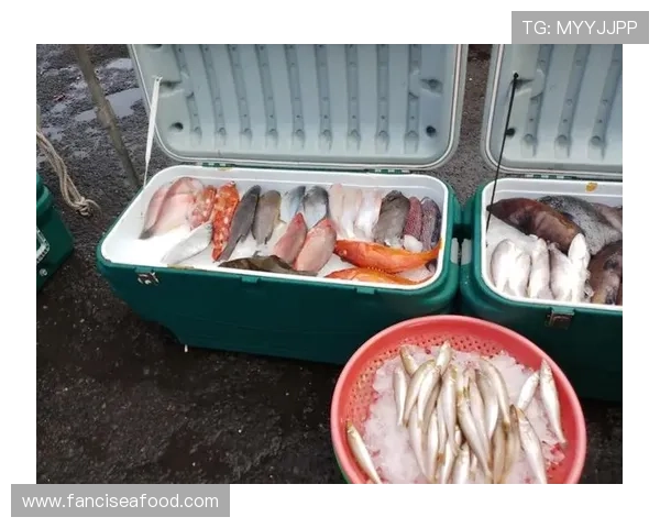 ku游九州体育全面解析:最新赛事资讯与玩法攻略全方位推荐